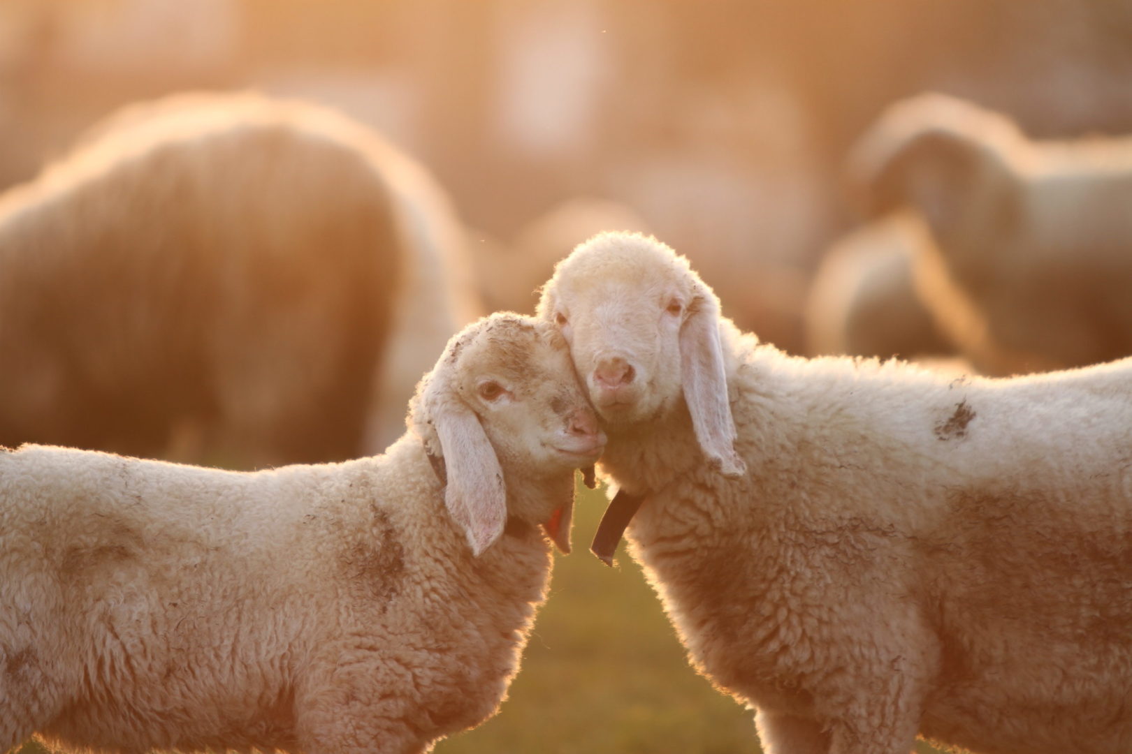 Best natural vegan products