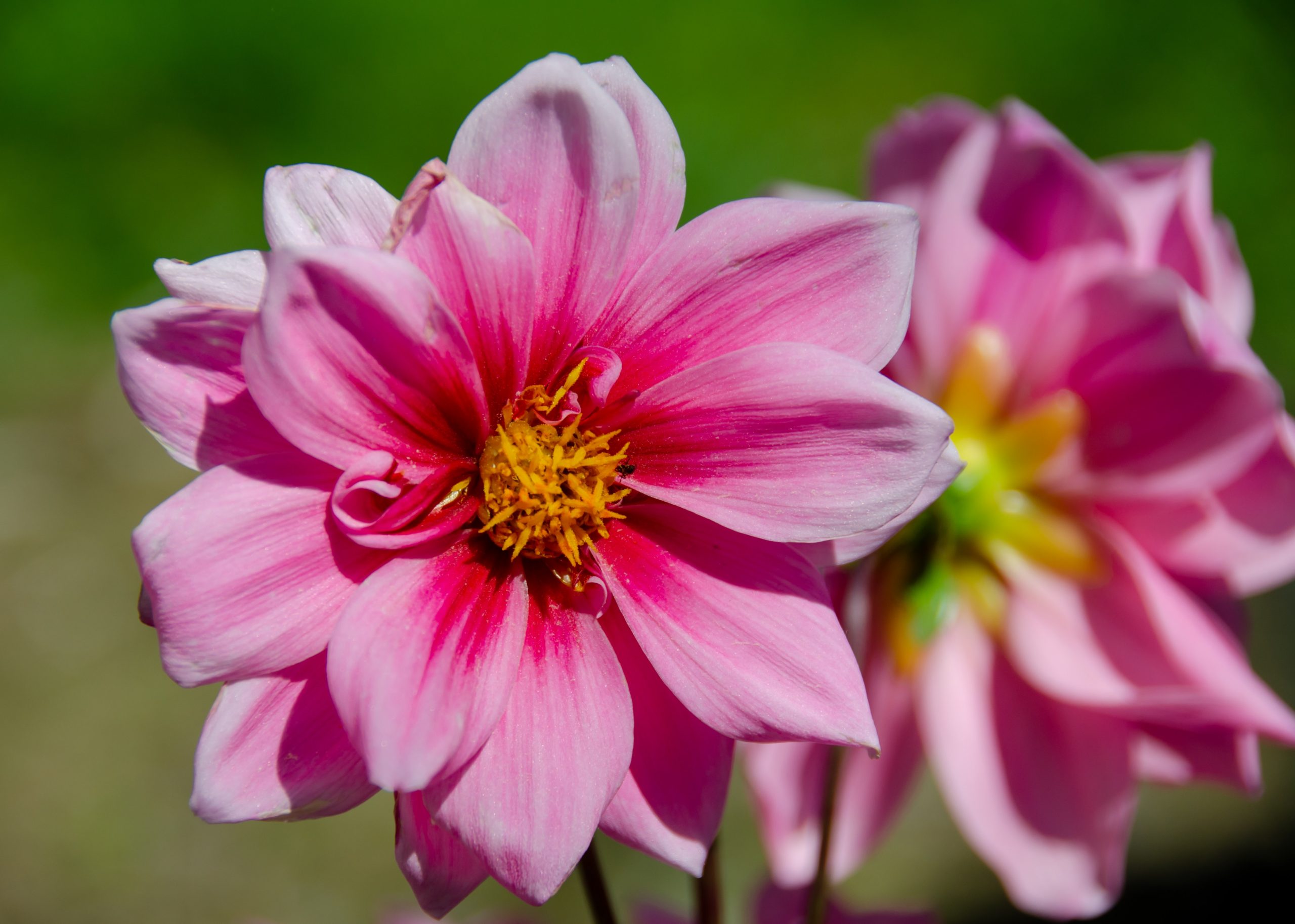 hay fever FAQs