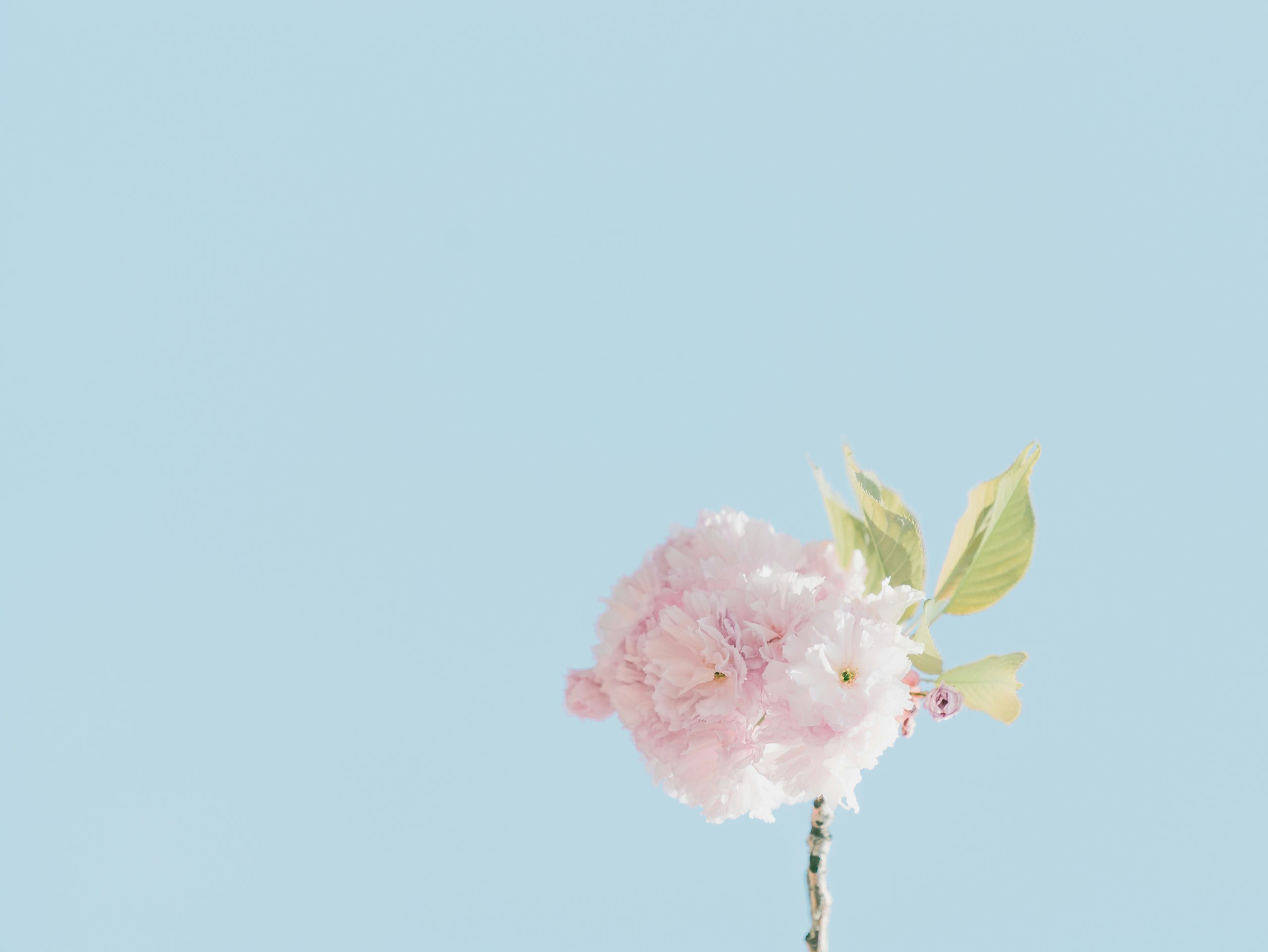 Spring clean your gut