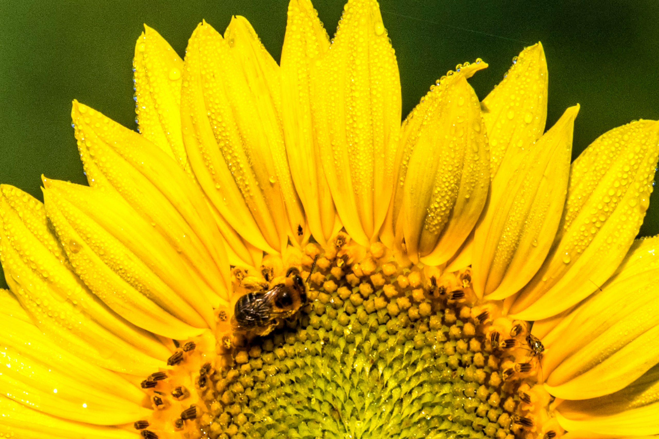 How to beat hay fever naturally